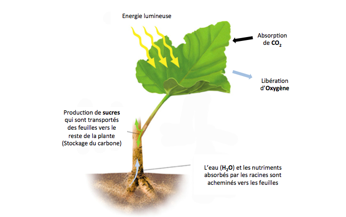 La culture de l'ail à l'aide de lampes LED horticole - Ail de