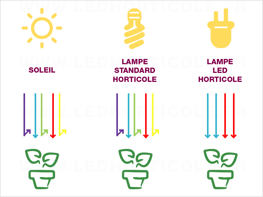 Peut-on utiliser la lumière artificielle pour éclairer ses plantes