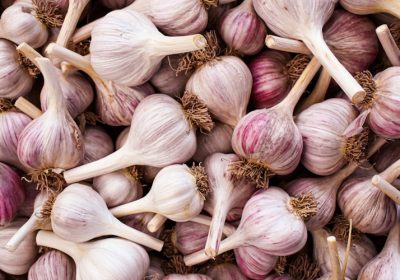 Ail violet de Cadours