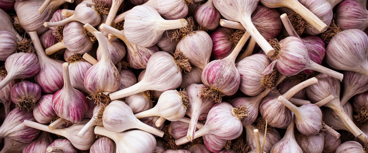 Ail violet de Cadours