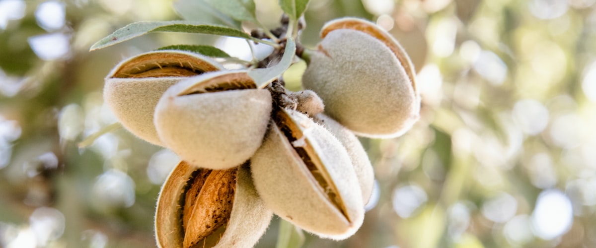 L'ail dans les Amériques